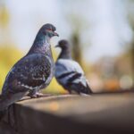 a couple of pigeons on a ledge