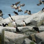 a group of birds flying over rocks