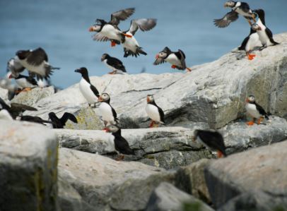 a group of birds flying over rocks