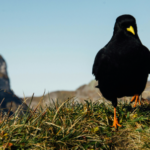 a black bird standing on grass