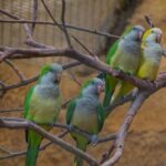 a group of birds on a tree branch