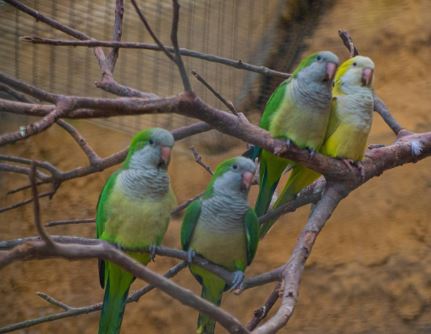 a group of birds on a tree branch