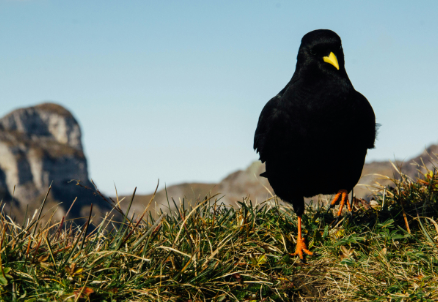 a black bird standing on grass