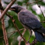 a bird on a branch