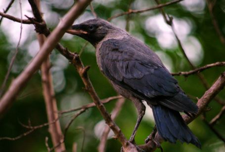 a bird on a branch