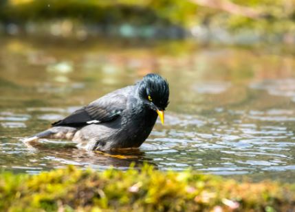 a bird in a body of water