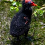 a black bird with a red beak