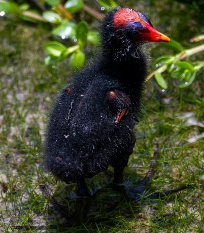 a black bird with a red beak