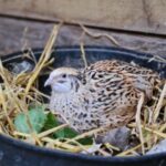 a bird in a bowl