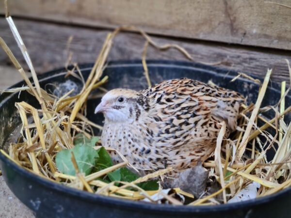 a bird in a bowl