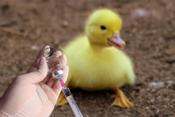 Do Pet Birds Need Vaccines