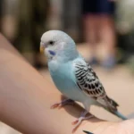 how to train a bird budgie