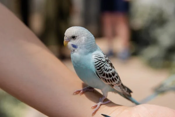 how to train a bird budgie