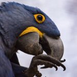 hyacinth macaw facts