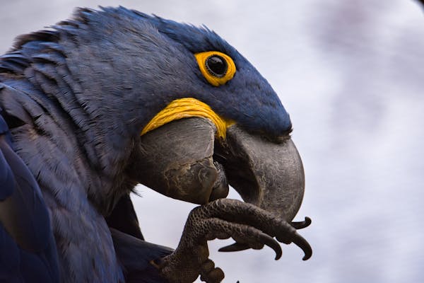 hyacinth macaw facts