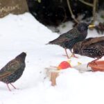 Winter Feeding Tips for Birds