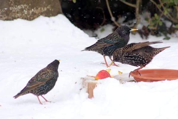 Winter Feeding Tips for Birds