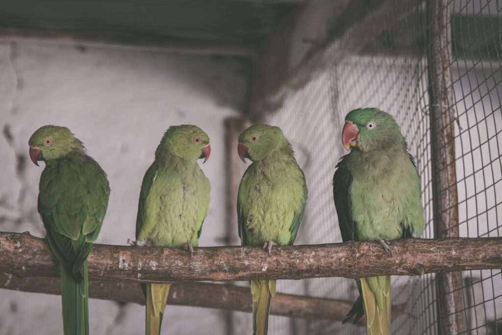 bird diseases and treatment