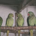 bird diseases and treatment