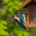 backyard birds: a seasonal how to guide for what to feed