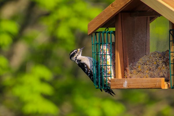 backyard birds: a seasonal how to guide for what to feed