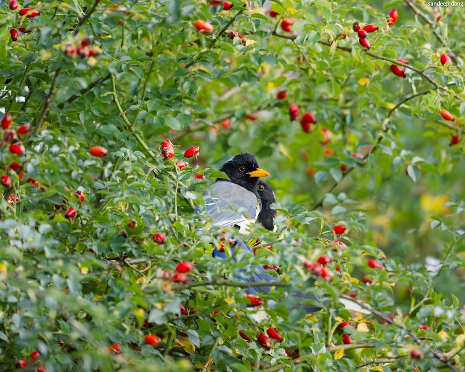 birds spot usa