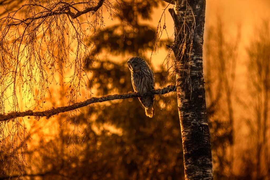 birds watching place in usa