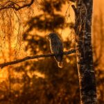 birds watching place in usa