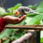 cockatiel training