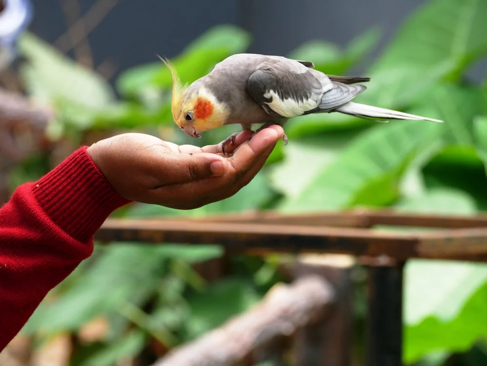 cockatiel training