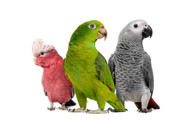 exotic birds