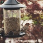 finch diet and care