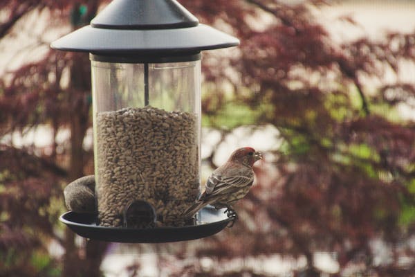 finch diet and care