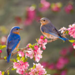 birds attract in yard