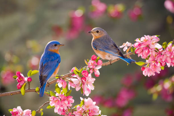 birds attract in yard