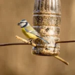 how to make birds feeder