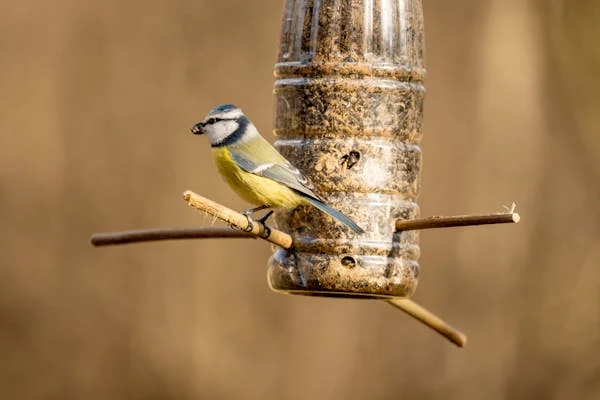 how to make birds feeder