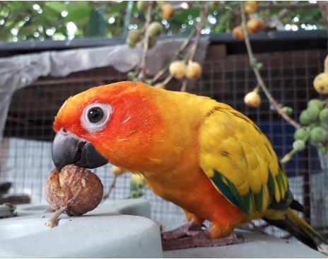 parrot healthy food – healthy diet for parrots