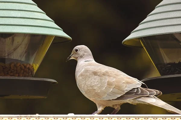 plants for birds