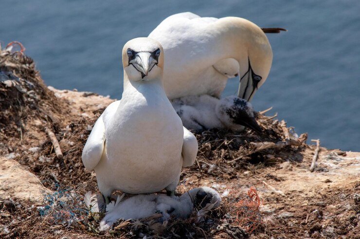 Snowy Albatross