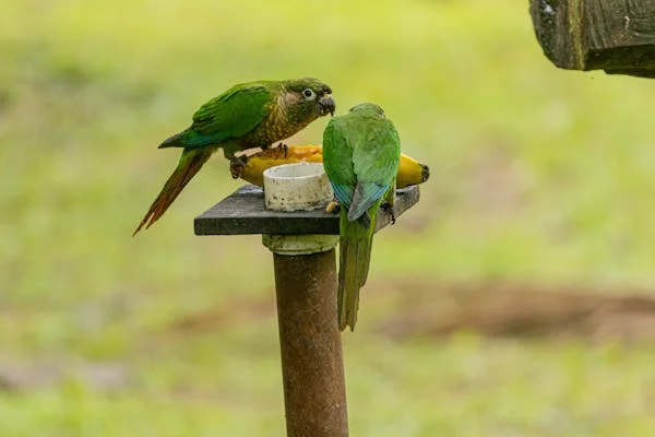 best talking parrots