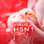 bird flu in human 2025 latest news