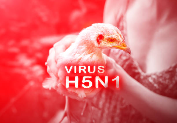 bird flu in human 2025 latest news