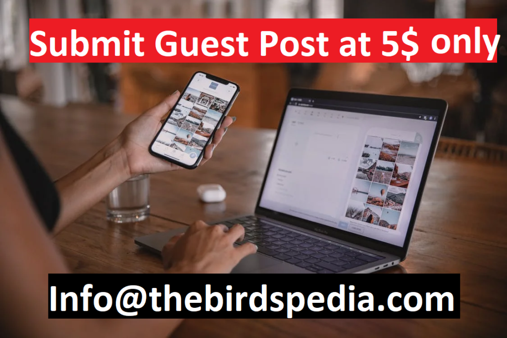 cheap price guest posting